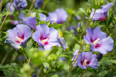 25 Purple ROSE Of SHARON HIBISCUS Syriacus Flower Tree Bush Seeds